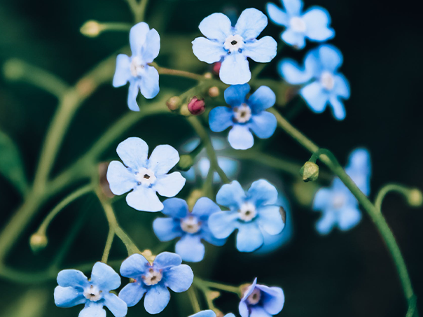 10h – Novembro azul, câncer e Cuidados Paliativos